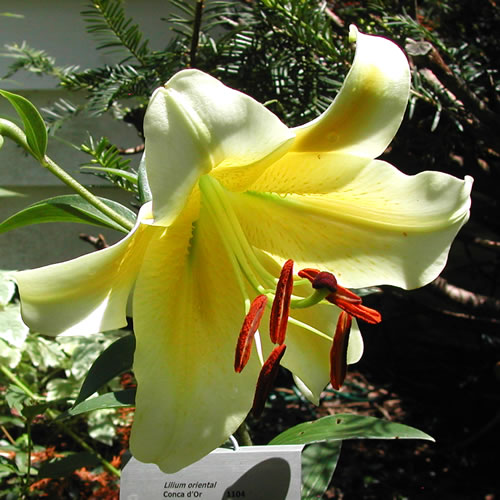 Lilium Conca d’Or